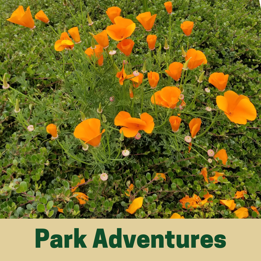 Park Adventures